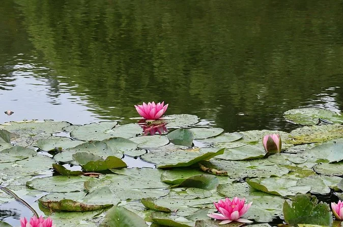 Pink water lilies on green pads floating on a dark pond